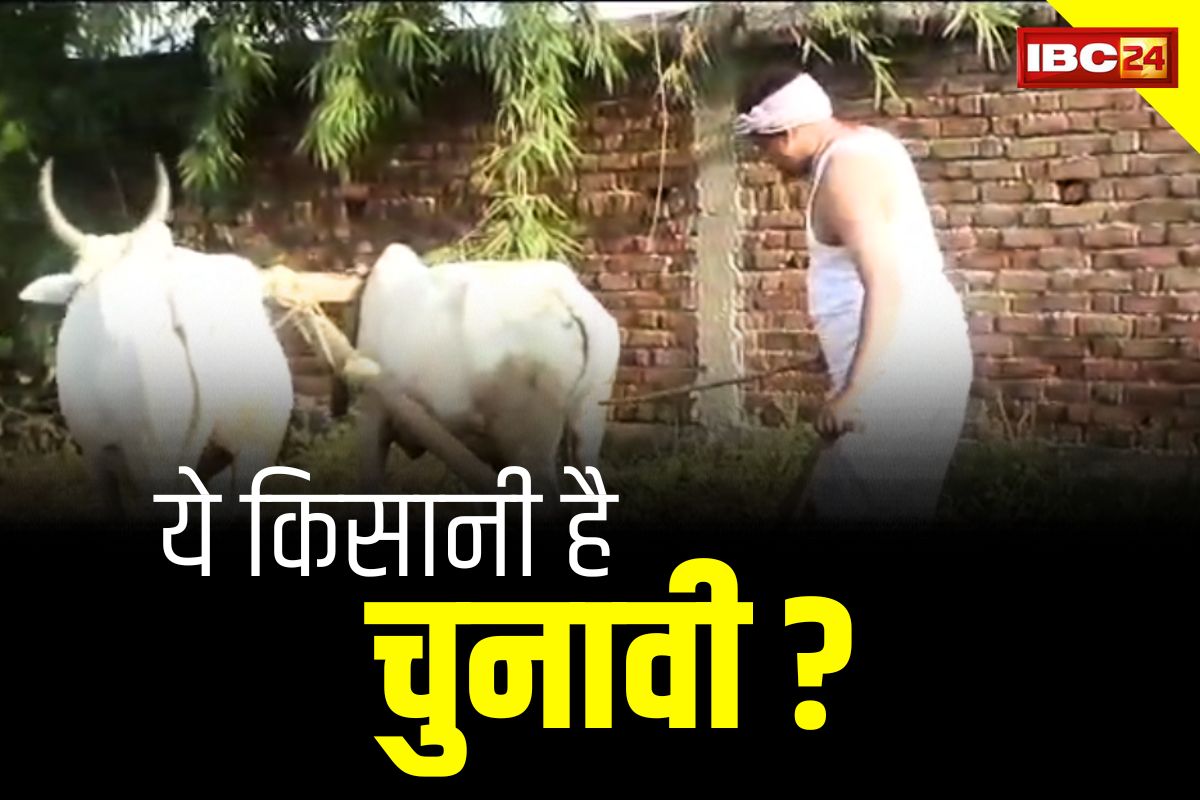 CG Pandariya Assembly News: चुनावी दौर में भी खेती-किसानी में मशगूल है ये उम्मीदवार.. काट रहा धान, चला रहा ‘नांगर’..