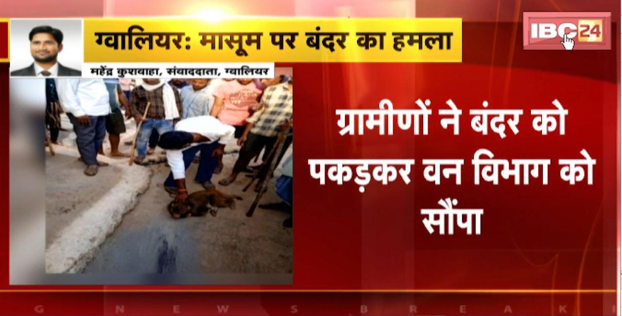 Gwalior Monkey Attack News: बंदर ने 2 मासूम बच्चों पर किया हमला। ग्रामीणों ने बंदर को पकड़कर वन विभाग को सौंपा। देखिए..