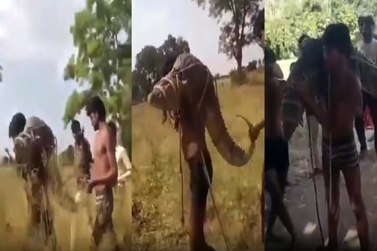 Lalitpur Viral Video: “Man Vs Wild का देसी वर्जन” बाहुबली से कम नहीं ये नौजवान, वीडियो देख आप भी रह जाएंगे हैरान