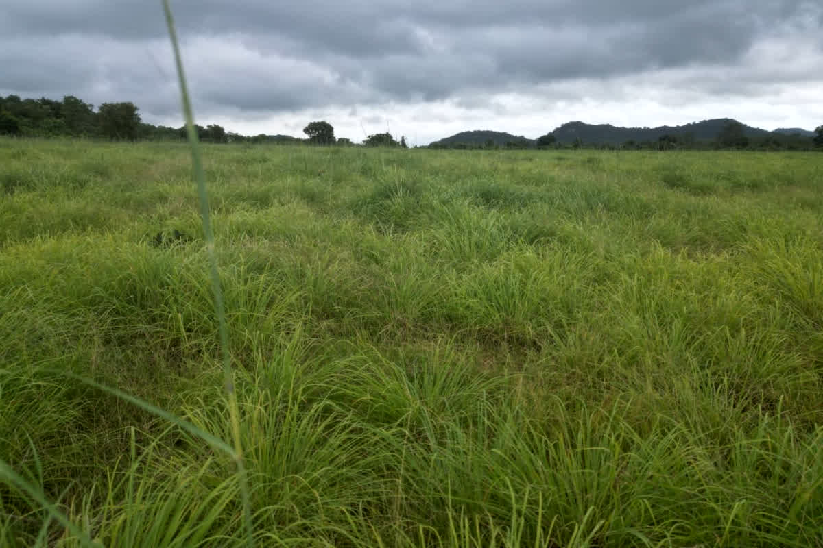 Lemongrass farming in CG: छत्तीसगढ़ के किसान बनेंगे मालामाल.., एक एकड़ में ही इस फसल की खेती कर होगी मोटी कमाई