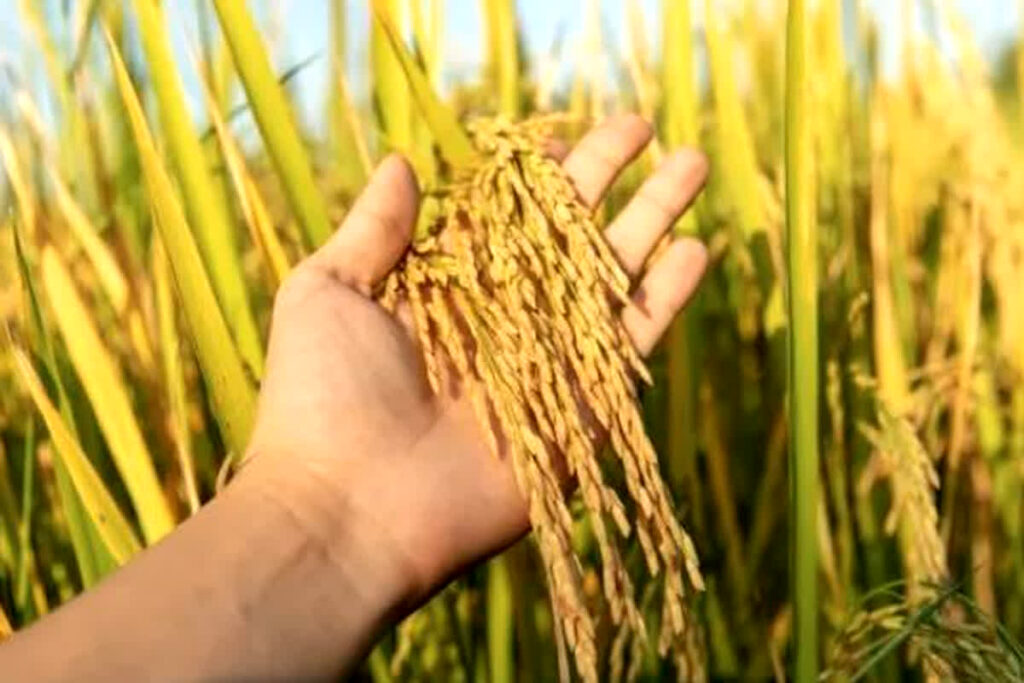 Ban on sowing of Pusa-44 variety of paddy