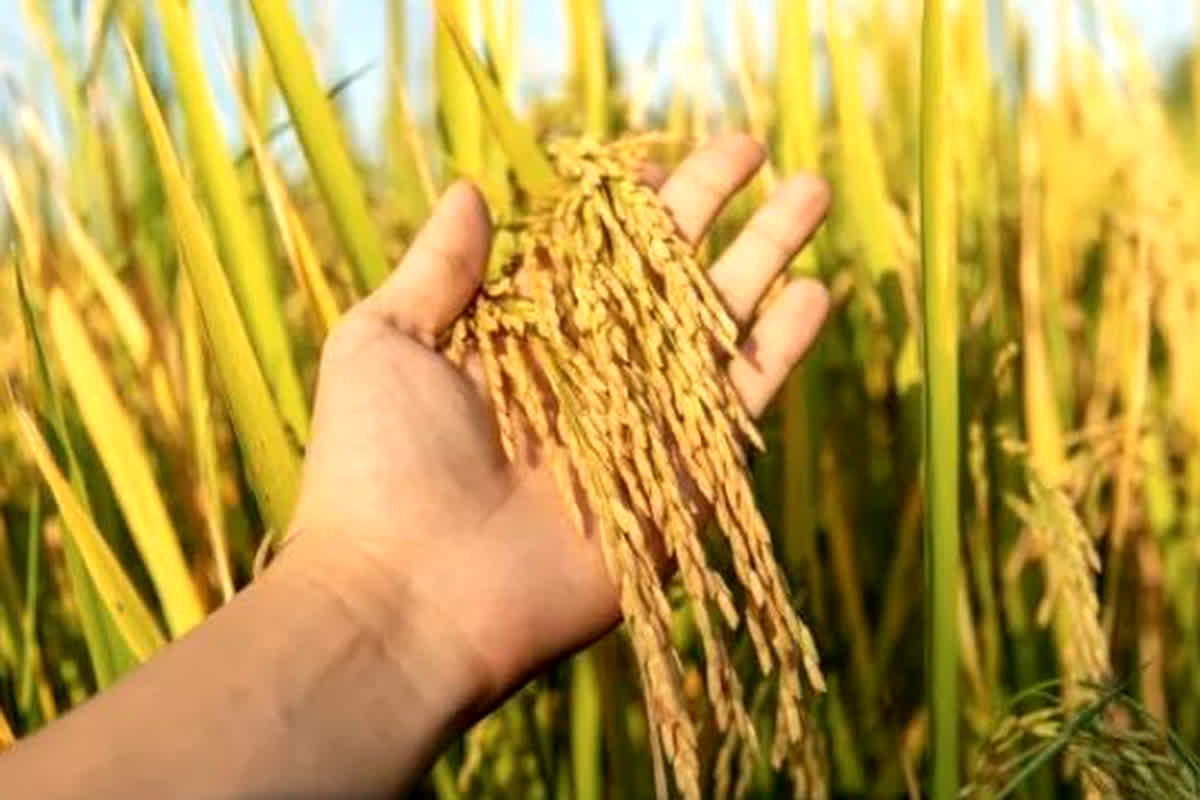 Ban on Pusa-44: किसानों को लगा जोरदार झटका! इस फसल की बुवाई पर प्रतिबंध लगाने जा रही सरकार