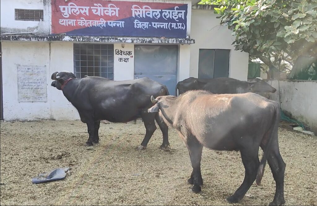 Buffaloes tied in Punna police post