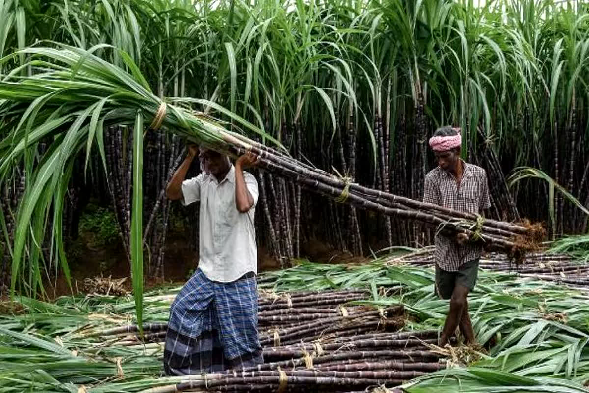 UP Sugarcane Farmers Payment : किसानों के लिए खुशखबरी… जल्द मिलेगा बकाया गन्ना भुगतान, सीएम ने किया बड़ा ऐलान