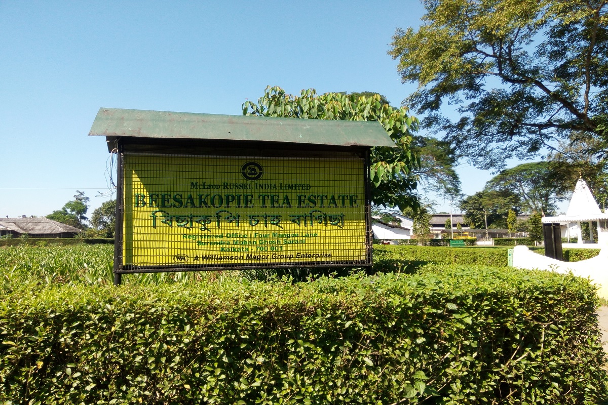 McLeod Russel Take Over: 21.5 लाख डॉलर में बिकने जा रही यह मशहूर चाय कंपनी, भारत में है 33 चाय बागान