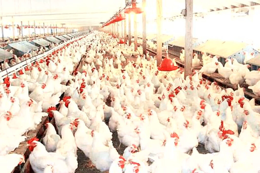 Chhattisgarh Poultry Farming Promotion Scheme