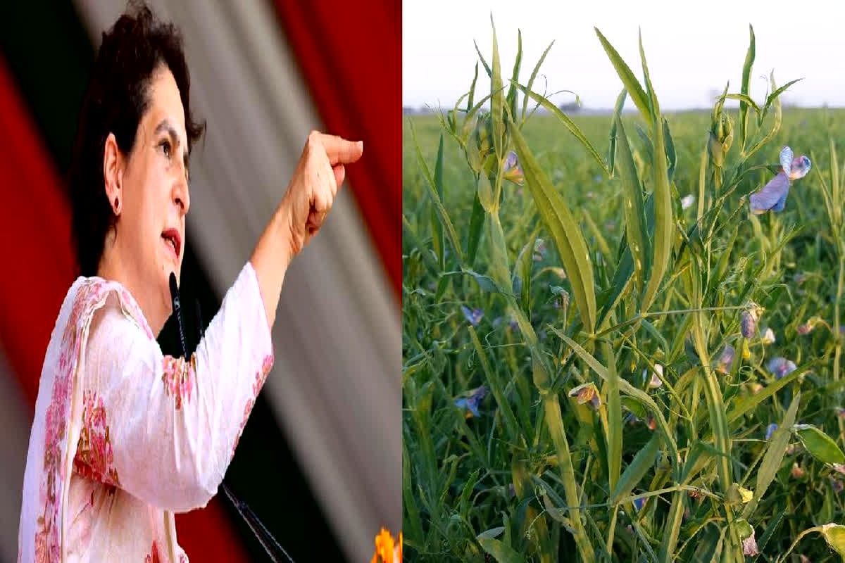 Subsidy on Tivra: छत्तीसगढ़ में समर्थन मूल्य पर होगी तिवरा की खरीदी, प्रियंका गांधी ने की बड़ी घोषणा