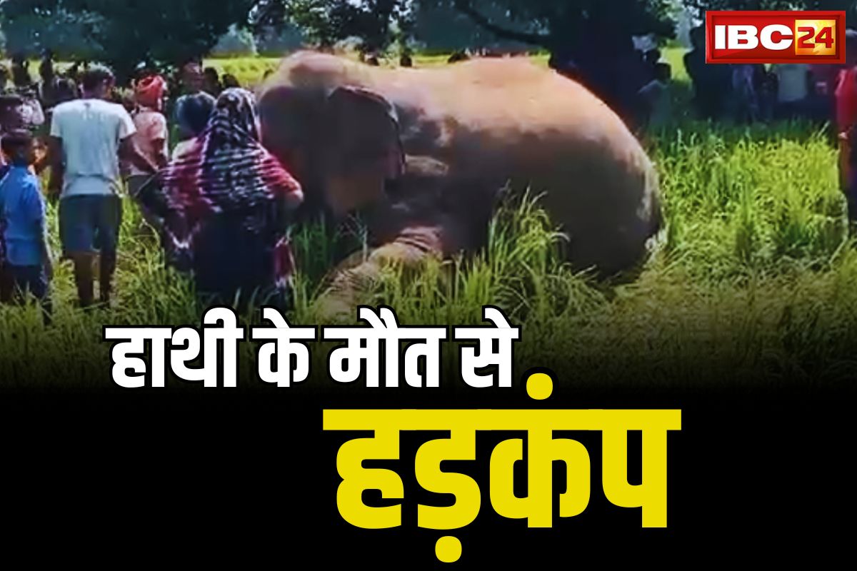 Elephant Death In CG: हाथी की लाश मिलने से वन्य महकमें में हड़कंप.. इस तरह से मौत की जताई जा रही आशंका