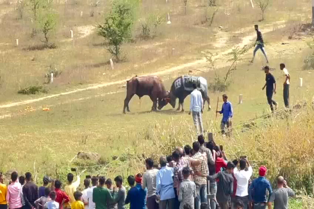 Buffalo Fight in Raisen