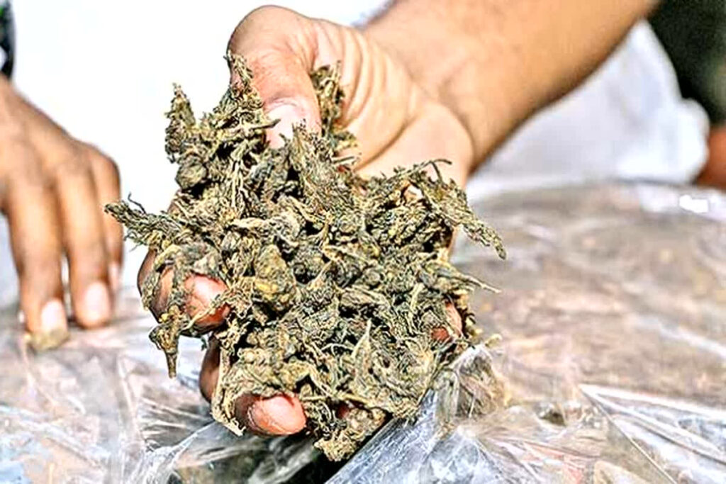 Mahasamund Ganja seized