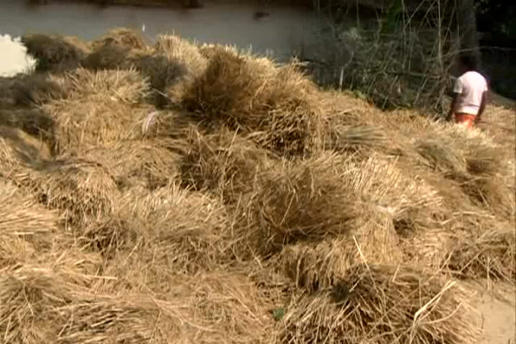 Farmer waiting for voting results