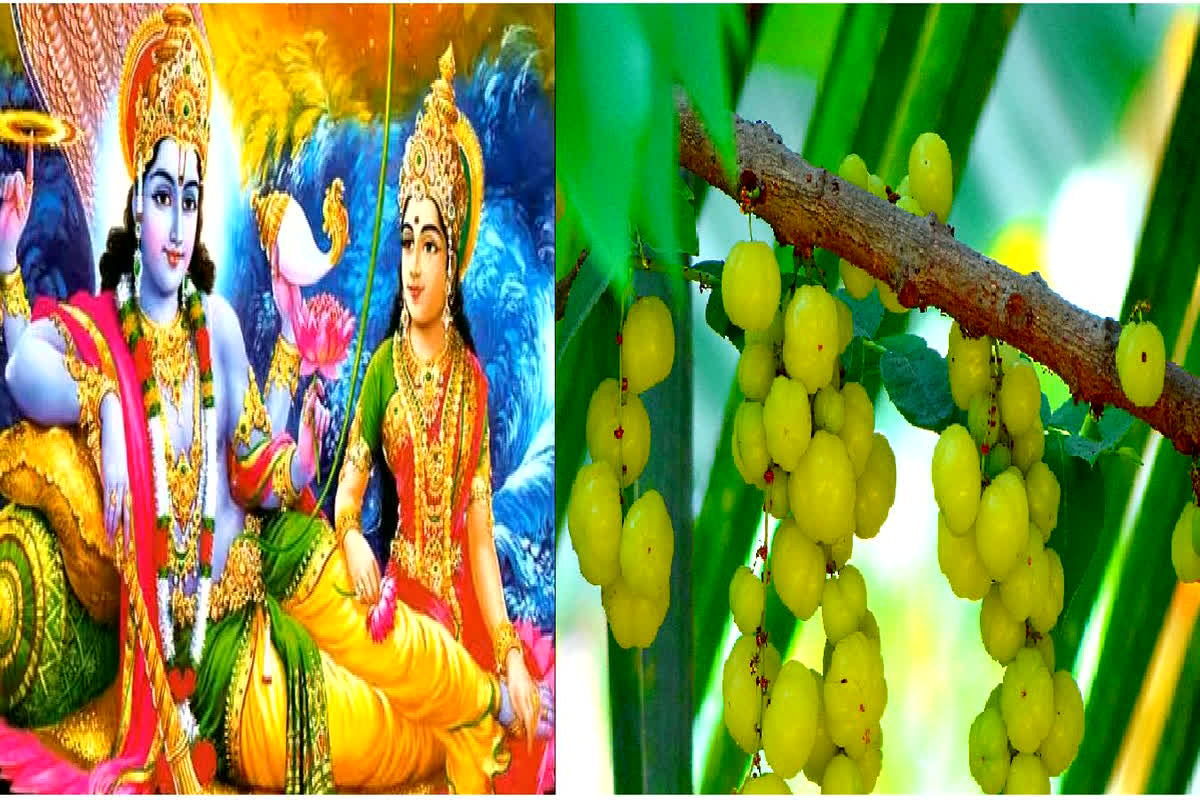 Akshay Navami 2023: अक्षय नवमी आज, आंवला पेड़ के नीचे करें ये उपाय, कभी नहीं होगी धन की कमी