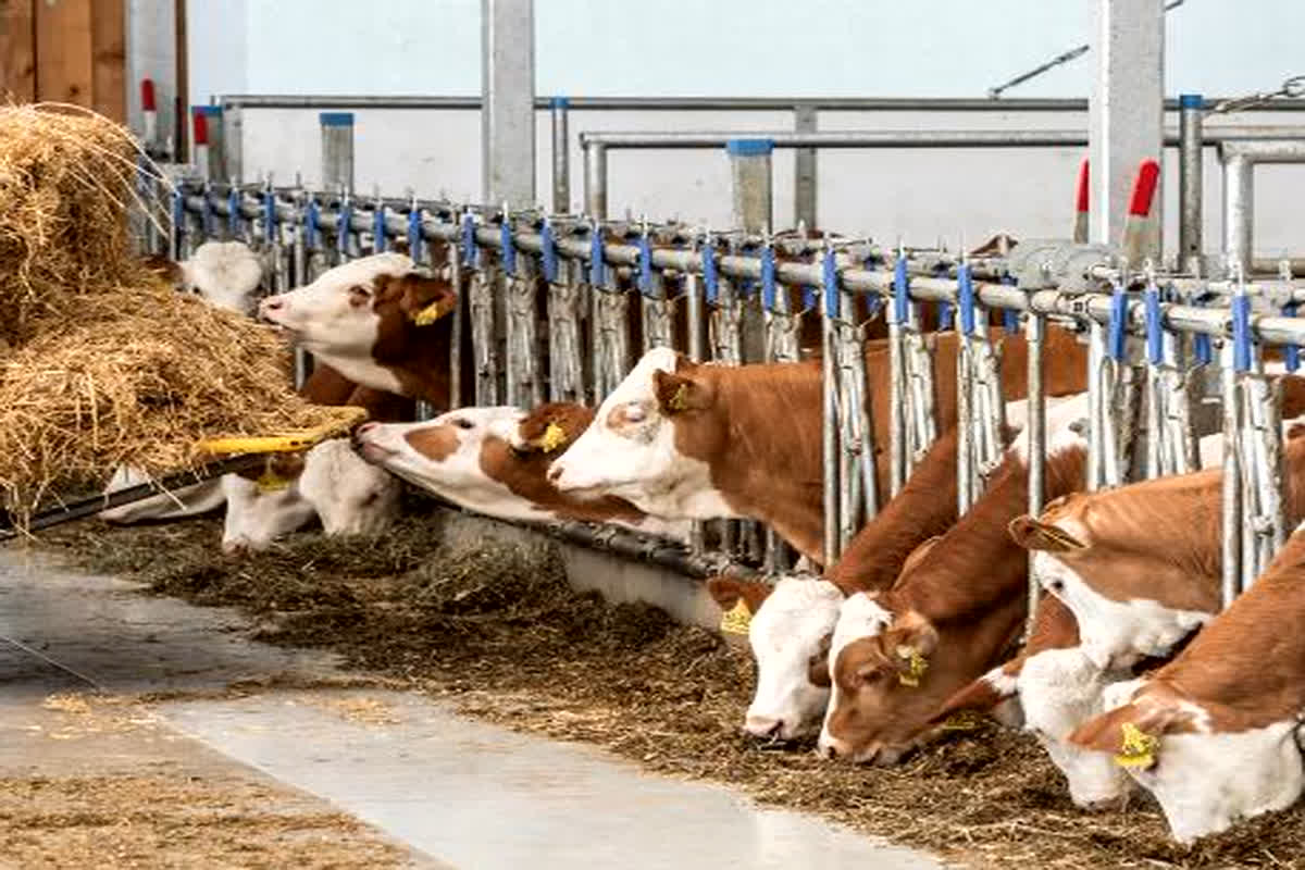 Cattle Breeding: आवारा जानवरों के लिए सरकार ने उठाया बड़ा कदम, गौ संवर्धन के लिए ब्राजील से मिलेगा सहयोग