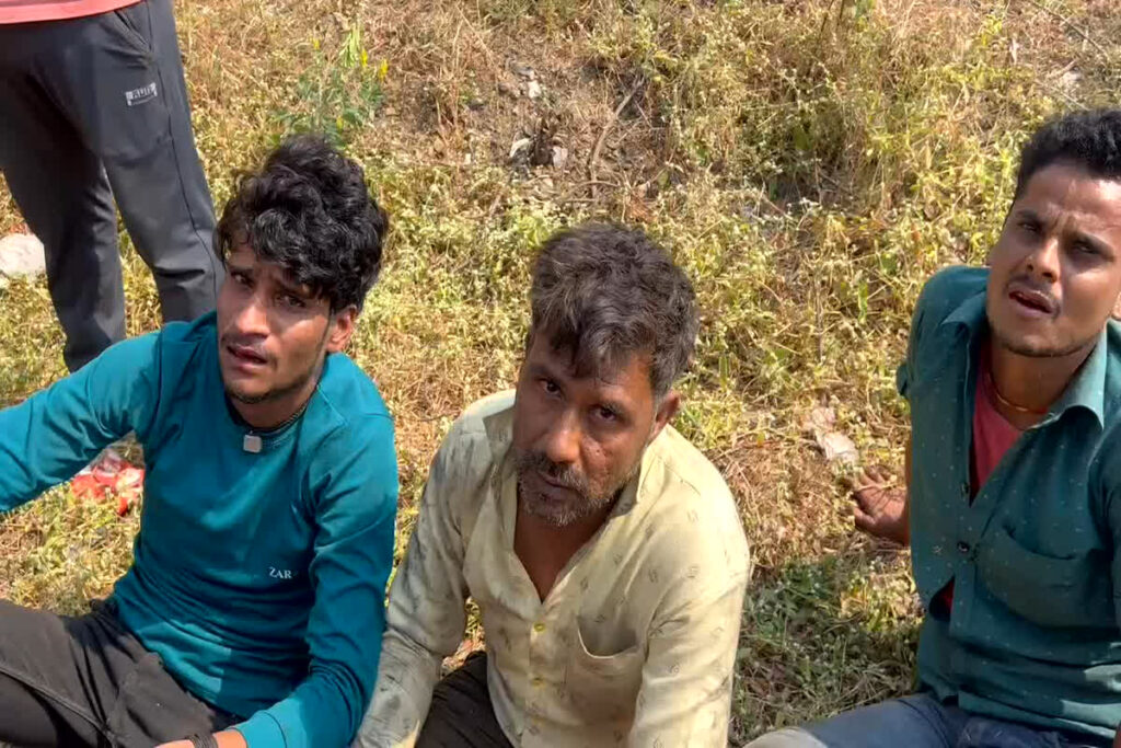 Cow Smugglers Arrested