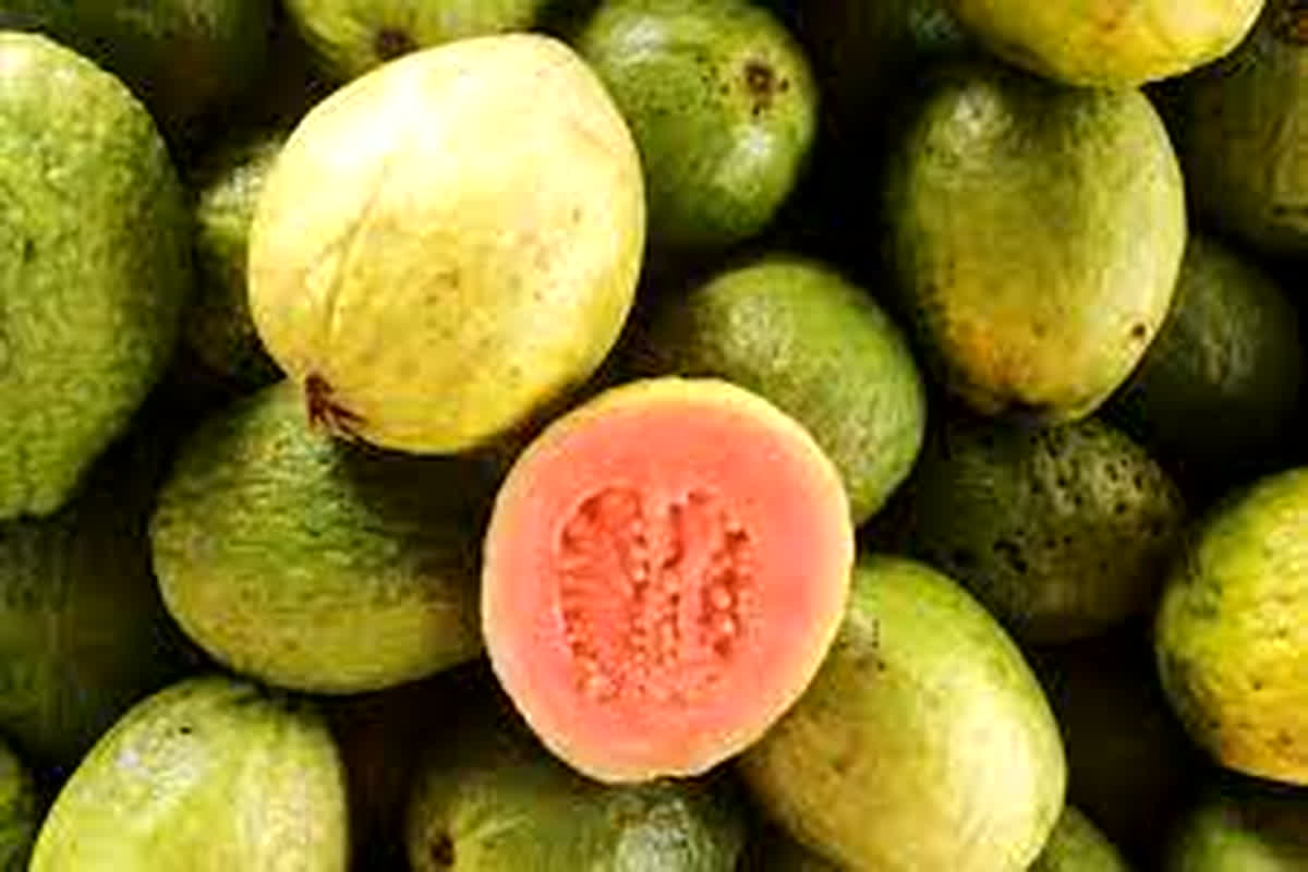 Guava Side Effects: ऐसे लोगों को नहीं खाना चाहिए अमरूद, बढ़ सकता है खतरा, हो सकती है ये बीमारी