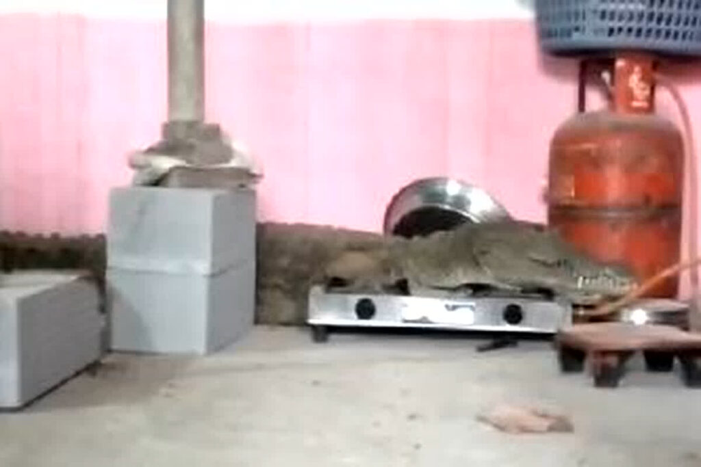 Crocodile Inside The House