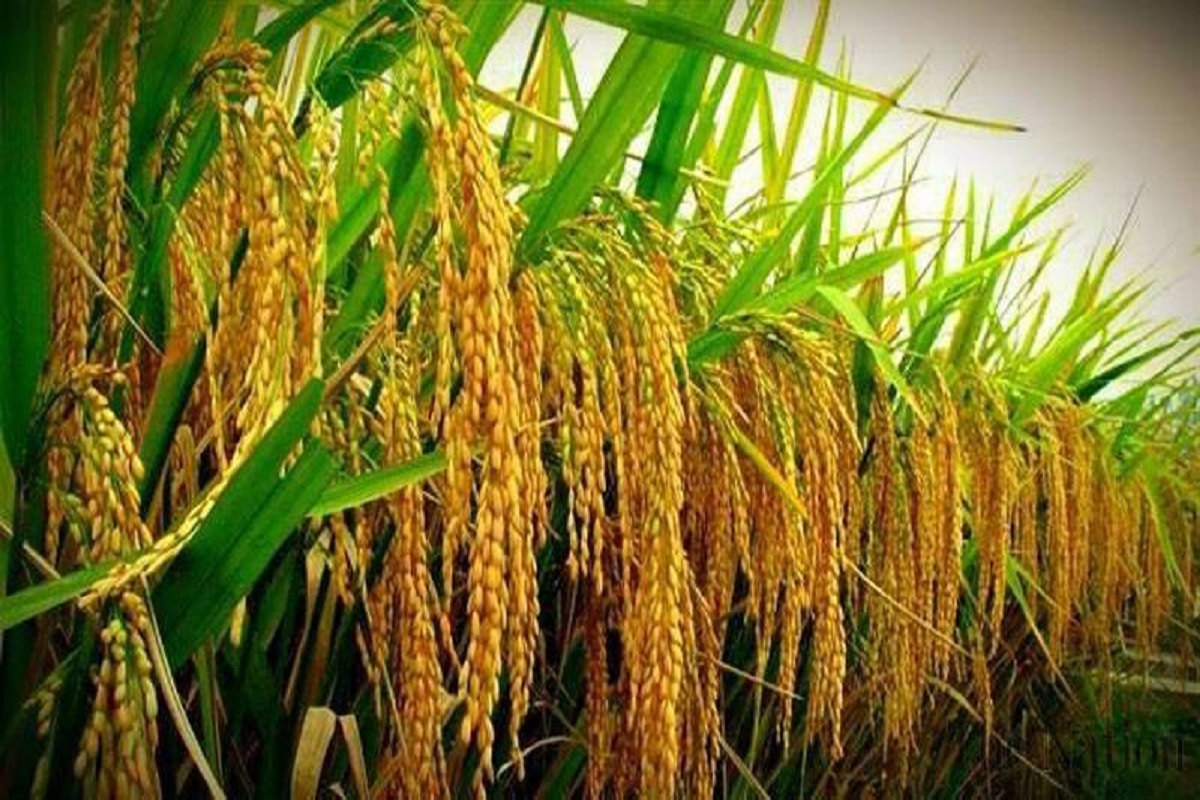 Pushkal Paddy Variety Unveiled: देश की अग्रणी बीज कंपनी नुजिविदु सीड्स का क्रांतिकारी कदम.. लांच की धान की नई किस्म ‘पुष्कल’.. इसकी खूबियां कर देंगी हैरान