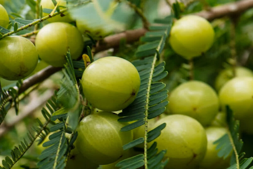 Home Remedies for Hair Fall