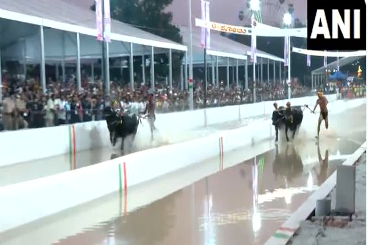 Buffalo Race Video: हजारों दर्शकों के बीच हुई भैंसों की रेस, 800 साल पुरानी है परंपरा