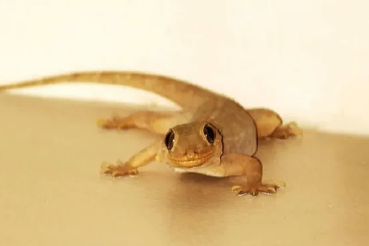 Vastu Tips in Diwali: दिवाली के दिन छिपकली कर देगी आपको मालामाल, मां लक्ष्मी बरसाएंगी आपार धन! जानें कैसे?