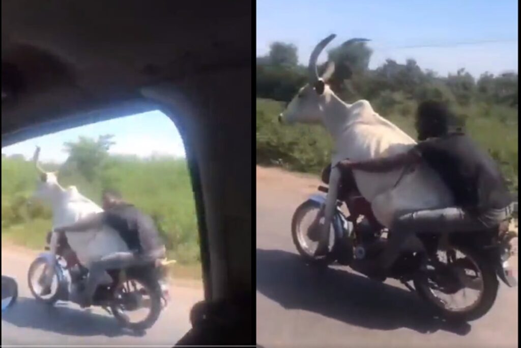 cow in bike video