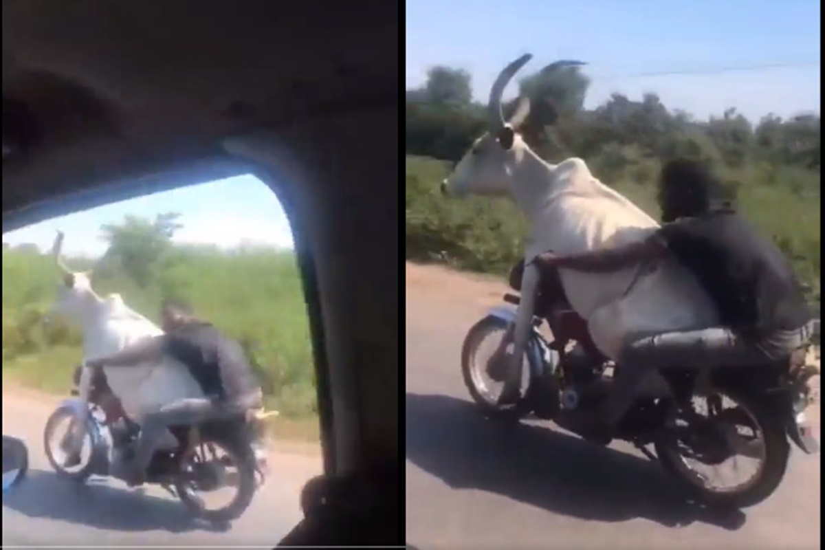 Viral Video: गाय को सीट में आगे बैठाकर बाइक दौड़ा रहा शख्स, वायरल वीडियो देख बन जाएगा आपका दिन