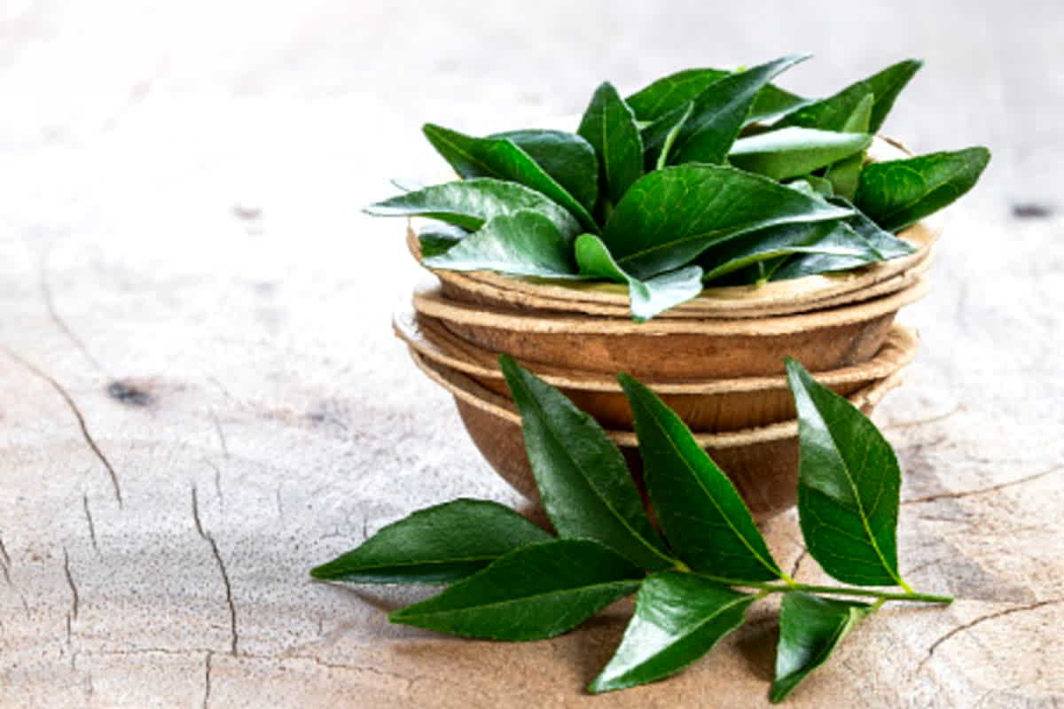 Curry Leaves Benefits : डायबिटीज जैसी बीमारी को भी कंट्रोल रखता है करी पत्ता, जानें इसके फायदें..