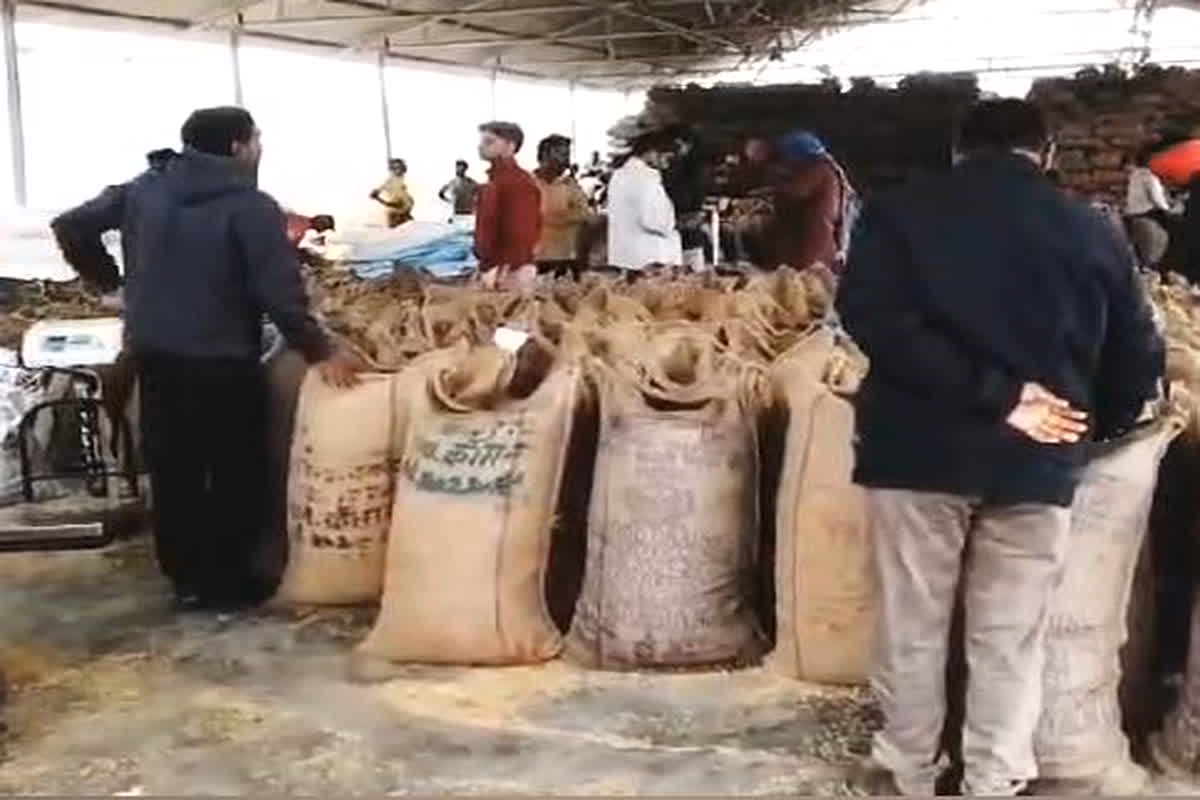 Surajpur Dhan kharidi: नई सरकार के इंतजार में है किसान, जिले में धान खरीदी की कम हुई रफ्तार, धान खरीदी केंद्रों में पसरा सन्नाटा
