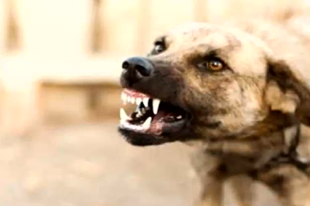 Street Dog Complaint: अब आवारा कुत्तों की निगरानी करेगी हाईकोर्ट, तेजी से बढ़ते आतंक को देखते हुए लिया अहम फैसला
