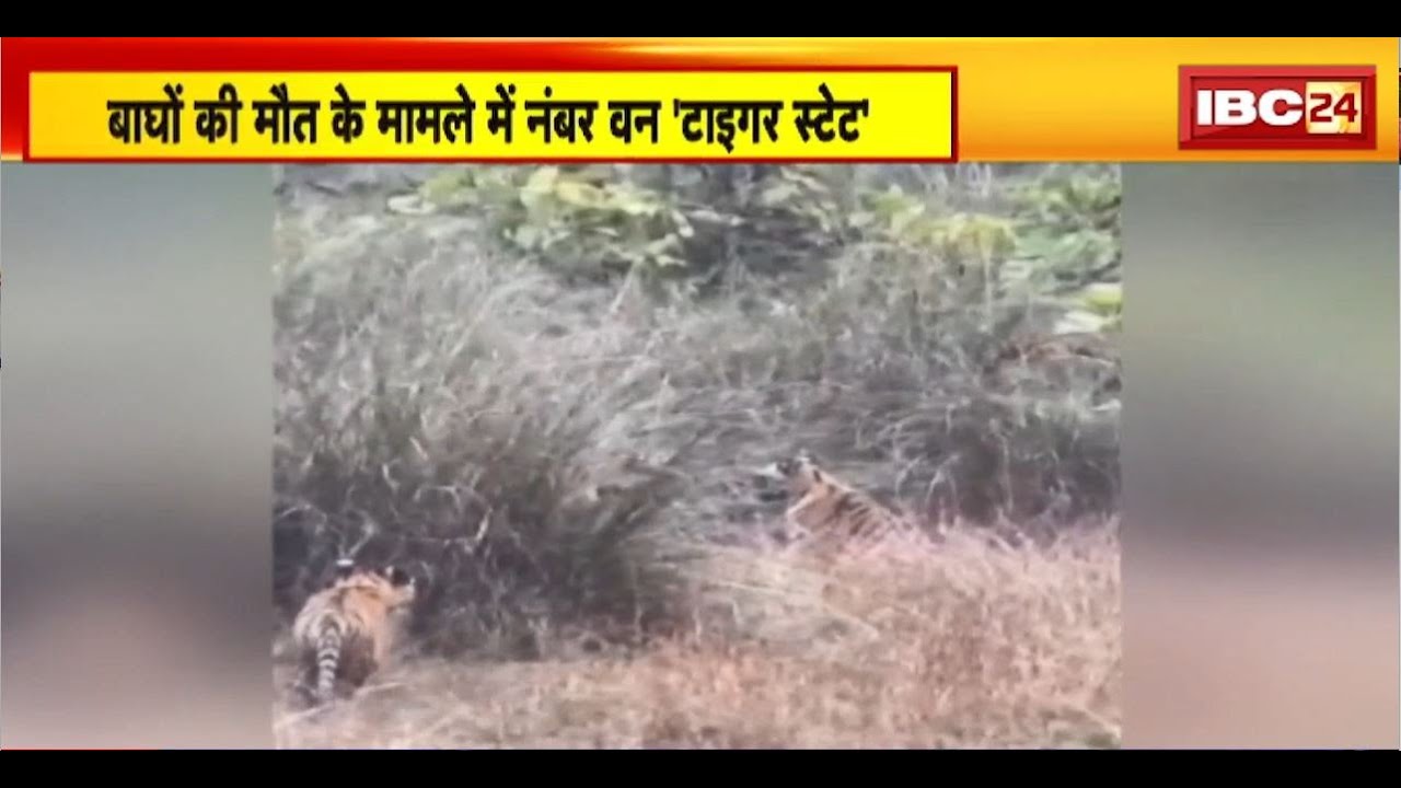 MP Tiger State:बाघों की मौत के मामले में नंबर वन ‘टाइगर स्टेट’।देशभर में बाघों की मौत के आंकड़े जारी
