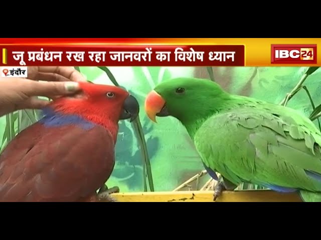 Indore के नेहरु प्राणी संग्रहालय में दिख रहा ठंड का असर | जू प्रबंधन रख रहा जानवरों का विशेष ध्यान