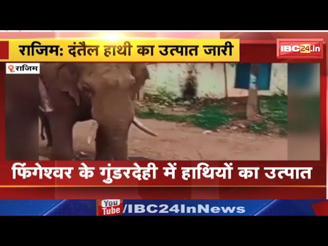 Rajim Elephant News: फिंगेश्वर इलाके में हाथियों का उत्पात। हाथियों की मौजूदगी से ग्रामीणों में दहशत