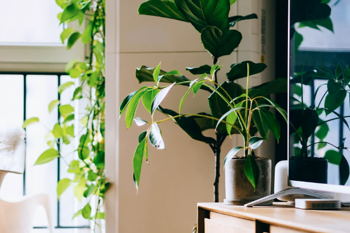 Air Purification tips: घर के अंदर शुद्ध हवा के लिए अपनाएं ये 5 तरीके, एयर प्यूरीफायर की नहीं पड़ेगी जरूरत…