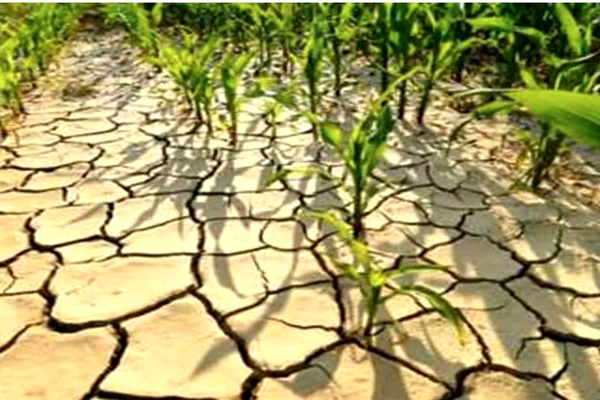MP Weather Update: प्रदेश के पांच जिले सूखाग्रस्त घोषित, सूखे से निपटने 100 करोड़ का फंड जारी