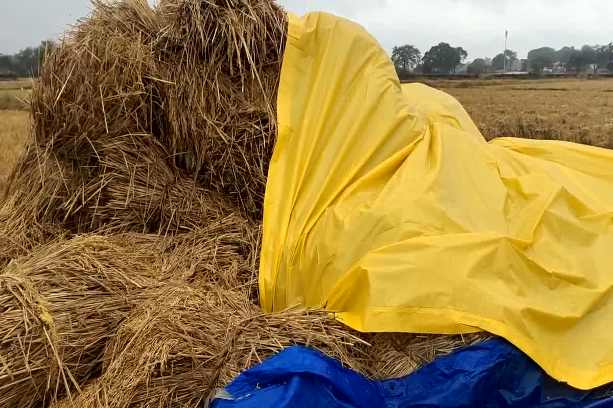 Cyclone Michaung In jagdalpur : तबाही मचा रहा है मिचौंग, रूक-रूक कर हो रही बारिश से किसानों की मुसीबतें बढ़ी