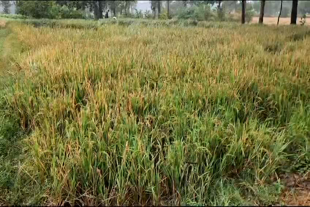 Raigarh News: किसानों के लिए आफत बन कर आई बेमौसम बारिश, खेत से खलिहान तक भीगे धान, परेशान हुए किसान