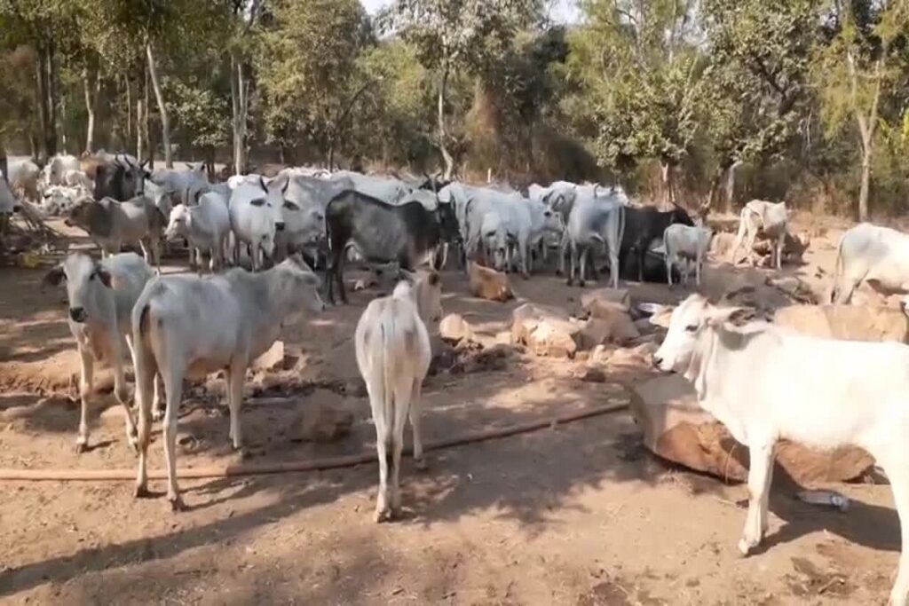 Cow Safari in satna chitrakoot