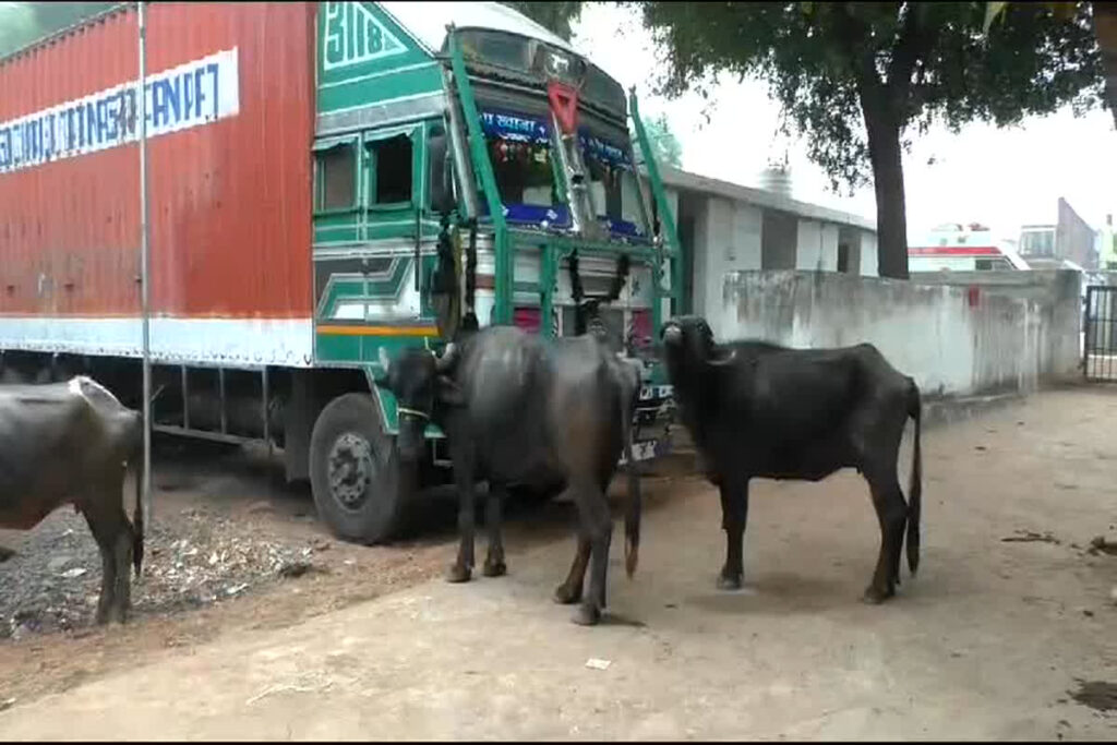 Hatta Cattle Smuggling