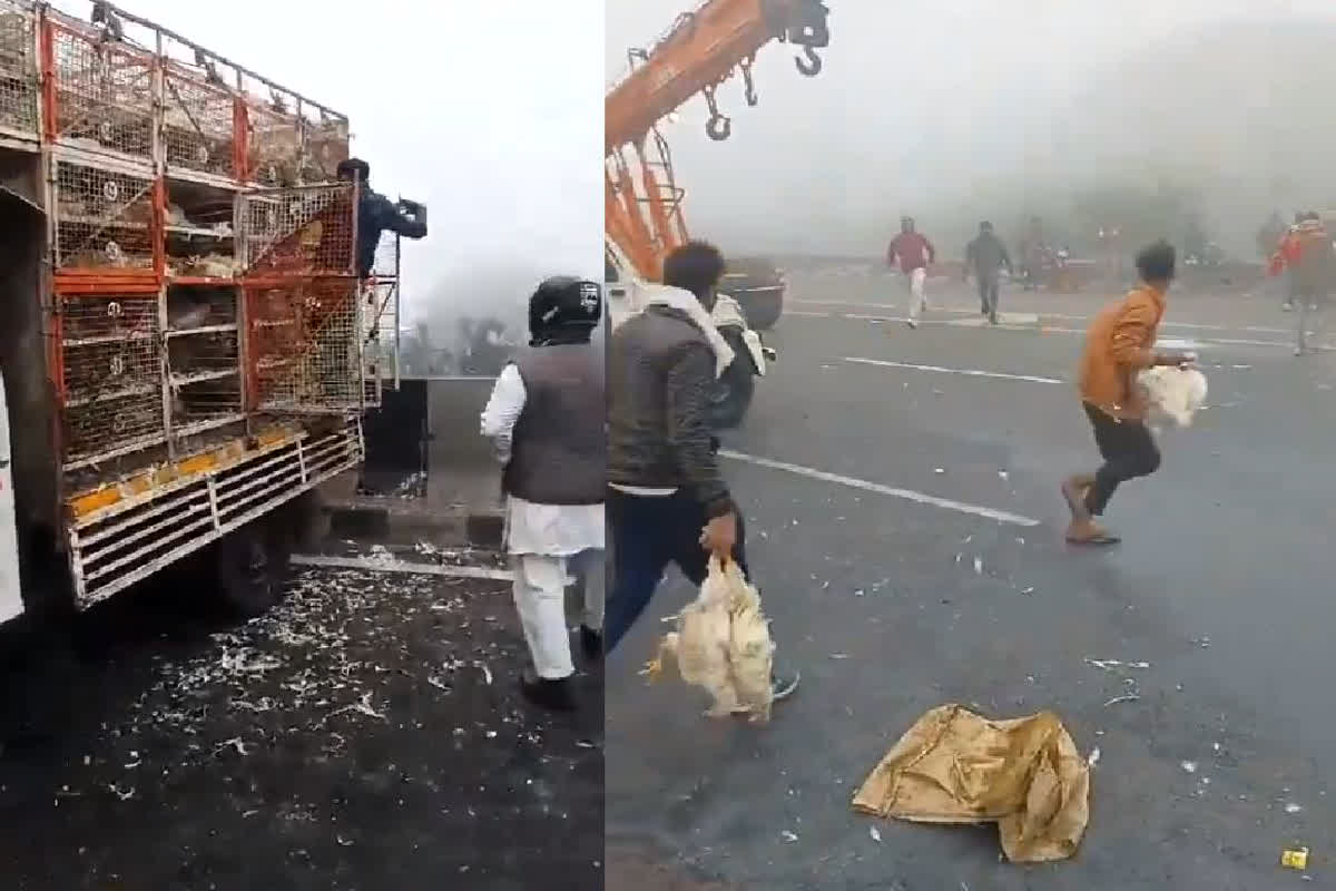 Agra Accident Video: नेशनल हाईवे पर हादसे के बाद मची मुर्गों की लूट, मुर्गे लेकर भागते दिखे लोग, देखें वीडियो