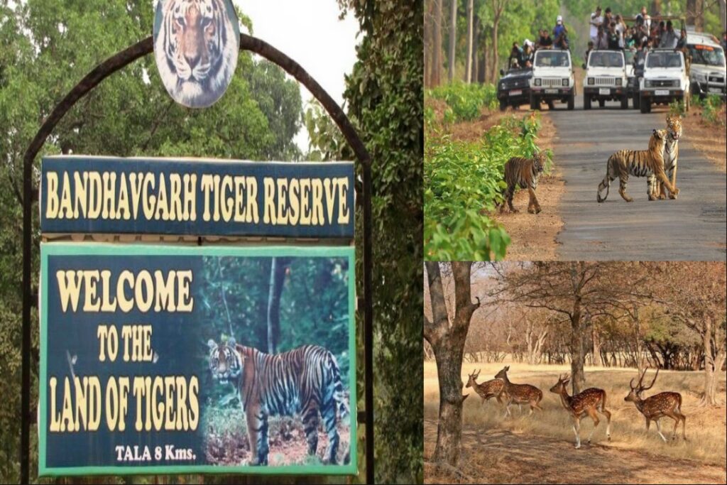 Bandhavgarh National Park in Umaria
