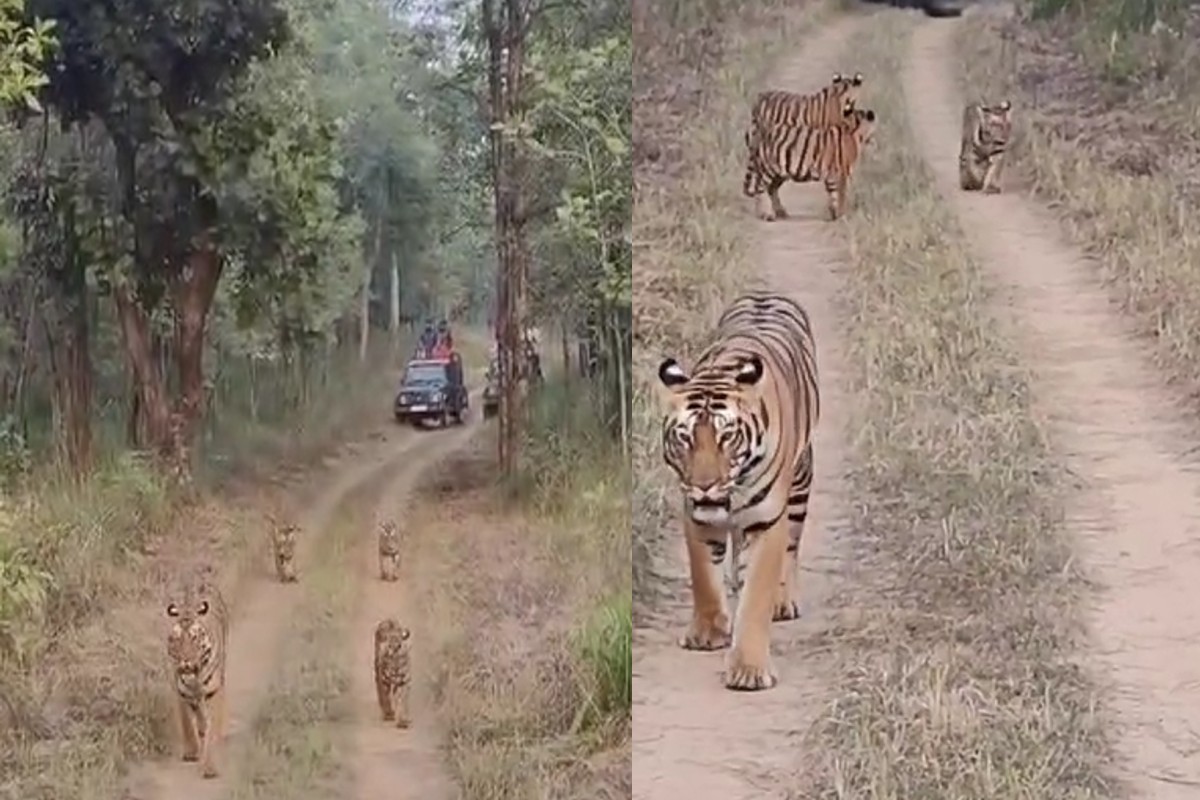 Forests to Visit in MP: जंगल में घूमता दिखा टाइगर का पूरा परिवार, वीडियो हो रहा वायरल