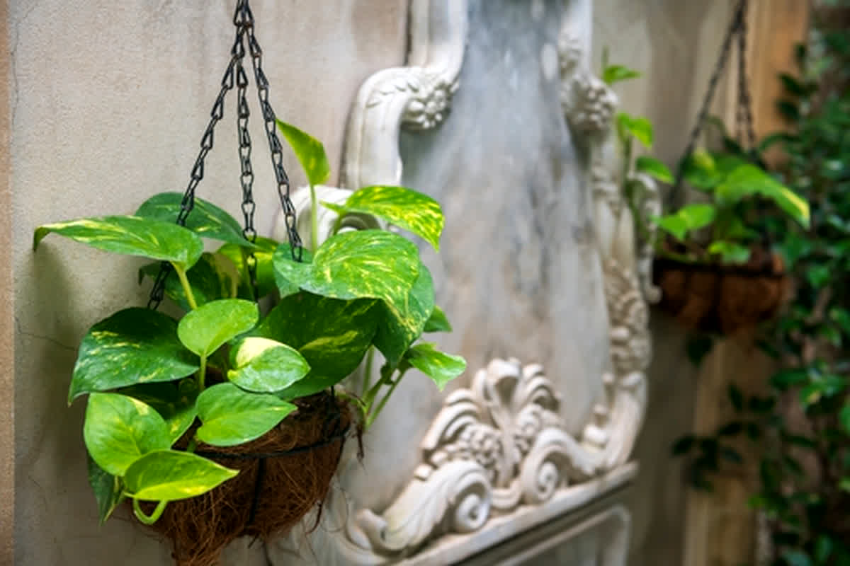 Lucky Plants For House: मनी प्लांट से भी ज्यादा चमत्कारी माने जाते हैं ये 5 पौधे, घर में लाते ही बढ़ती है पॉजिटिव एनर्जी…