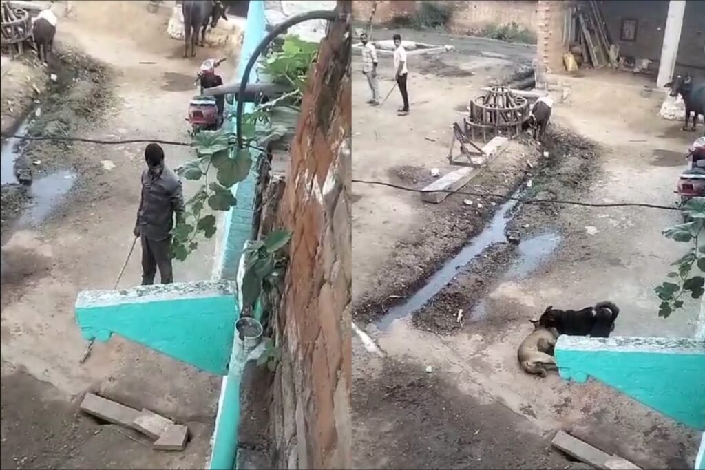 Two youths killed the dog