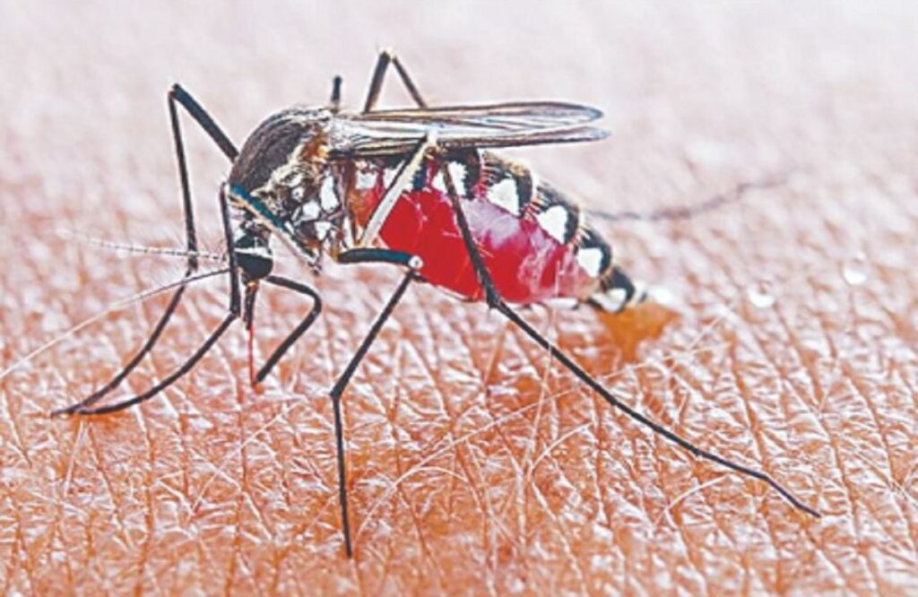 Dengue In Bangalore