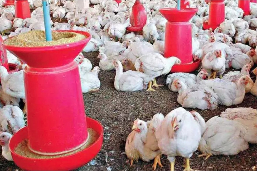 5 thousand chickens burnt alive in fire in Hamirpur