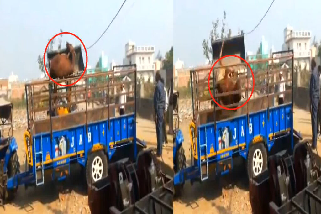 Gauvansh was loaded in a trolley from JCB