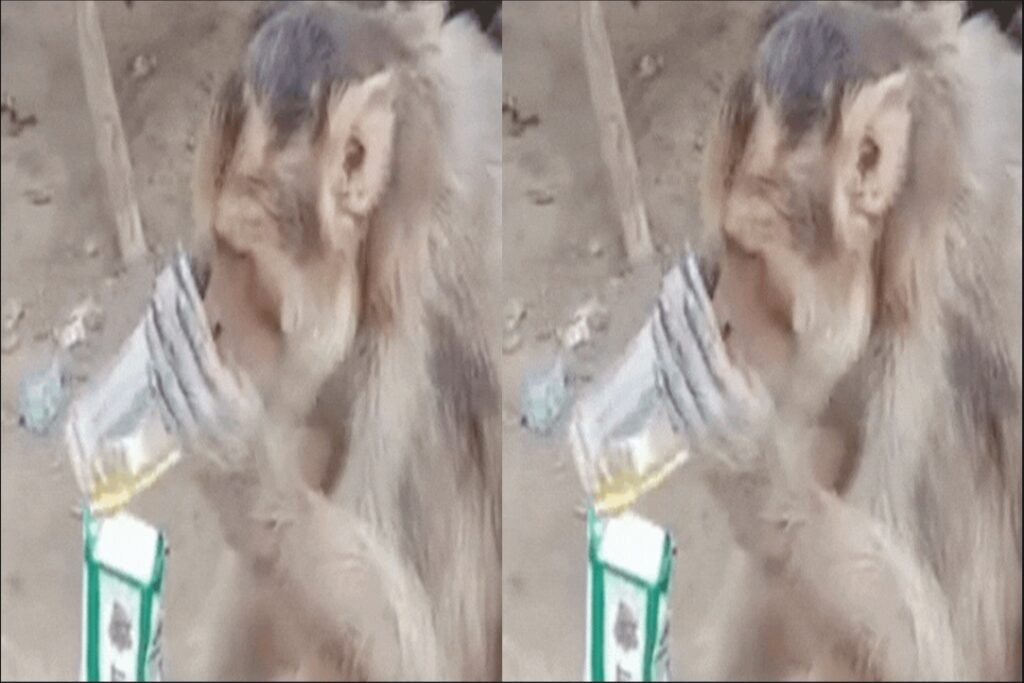 Drunken monkey video goes viral