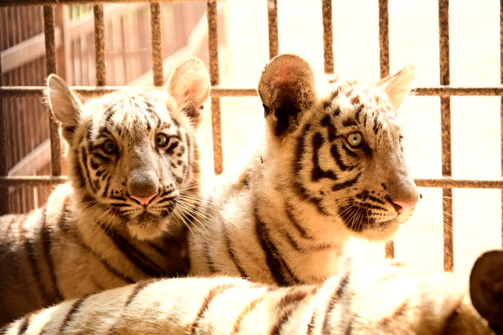 White tigres Roma gave birth to 2 male cubs in Maitri Bagh