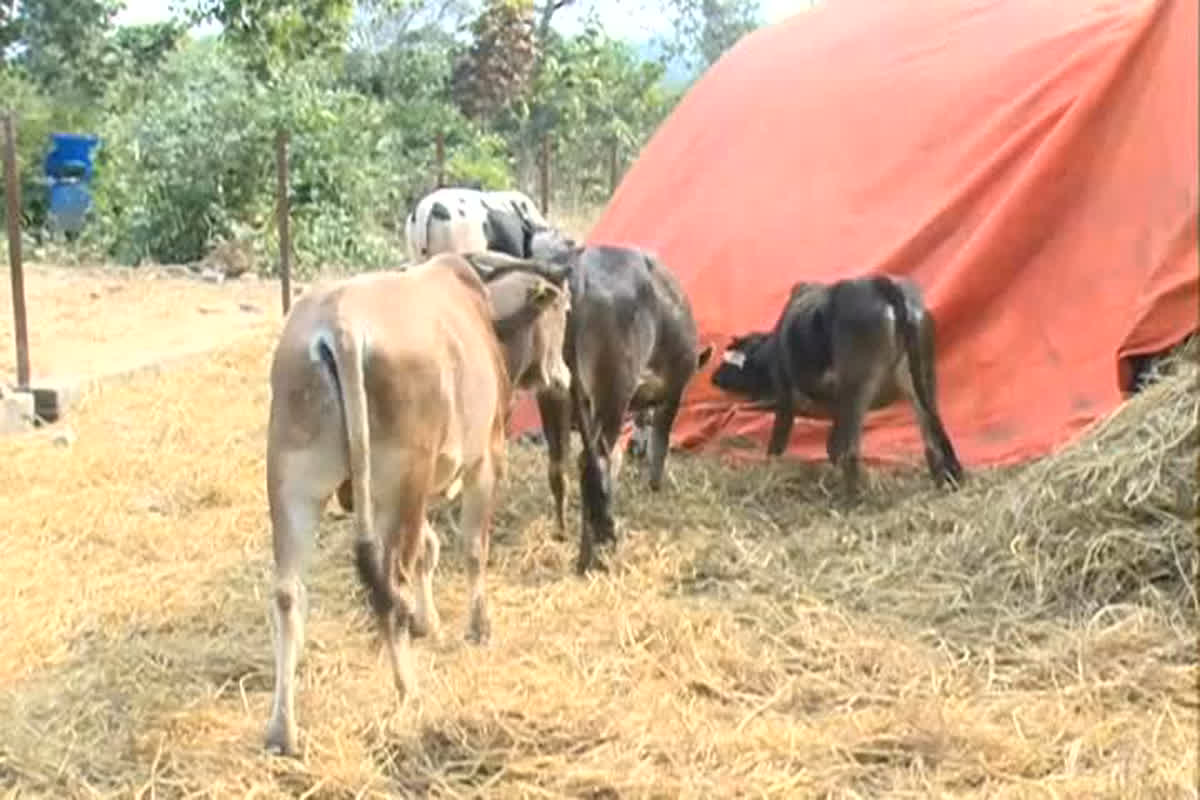 Raigarh New: लाखों रुपए खर्च कर किया गौठान का निर्माण, अब मेंटेनेंस करने में छूटे निगम के पसीने, सामने आई ये बड़ी वजह