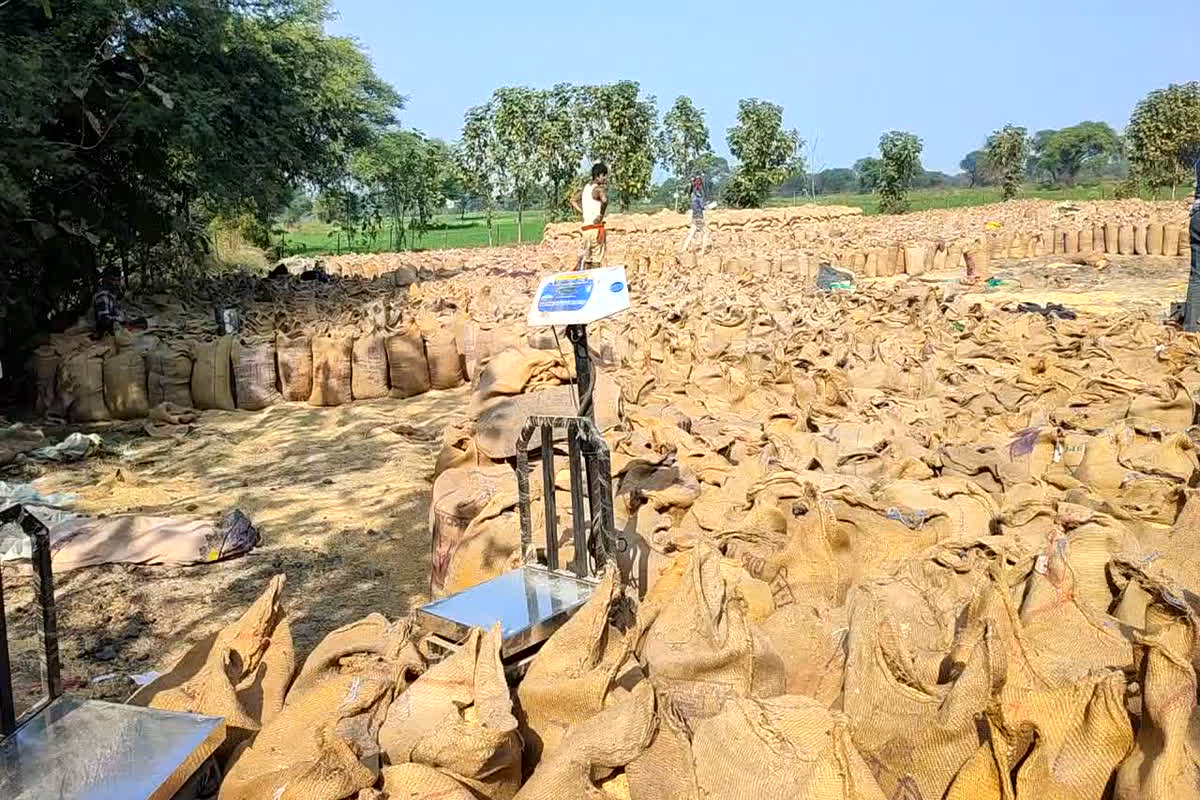 Jabalpur News: धान खरीदी में हो रहे फर्जीवाड़े को लेकर प्रशासन सख्त, कार्रवाई करते हुए 5 लोगों के खिलाफ FIR किया दर्ज